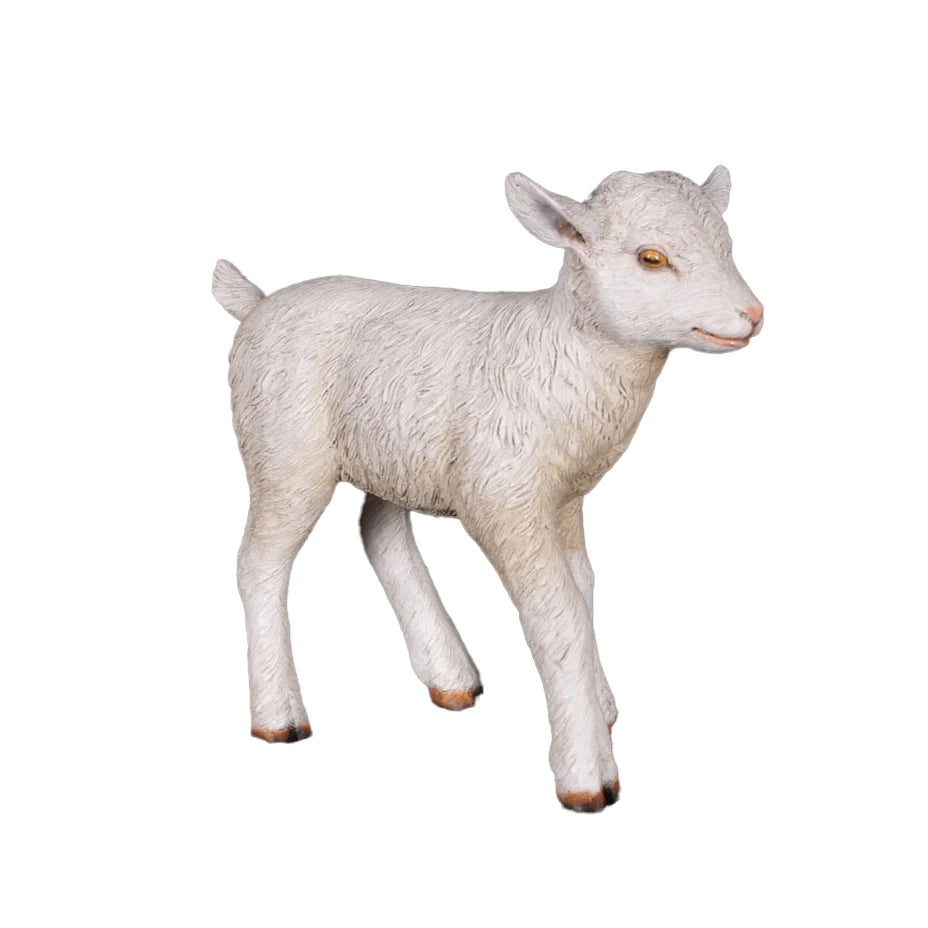 Baby Goat - { PICK UP ONLY}